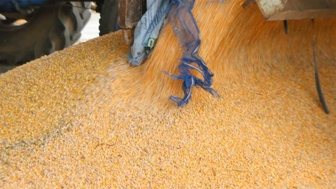 Yield of corn Stock Footage 93885160