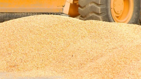 Yield of corn Stock Footage 93885190