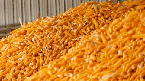 Yield of corn 動画素材 93885403