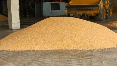 Yield of corn Stock Footage 93885549