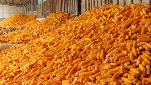 Yield of corn Stock Footage 93888319