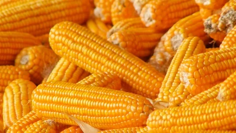 Yield of corn Stock Footage 93888397
