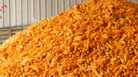 Yield of corn Stock Footage 93888468