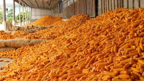 Yield of corn Stock Footage 93888514