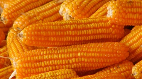 Yield of corn Stock Footage 93888739