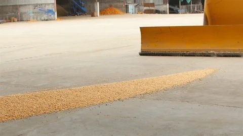 Yield of corn Stock Footage 93888796