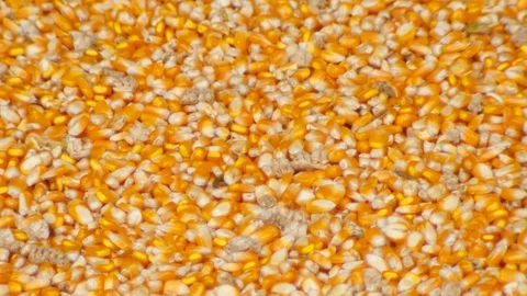 Yield of corn Stock Footage 93888860