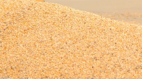 Yield of corn Stock Footage 93888919