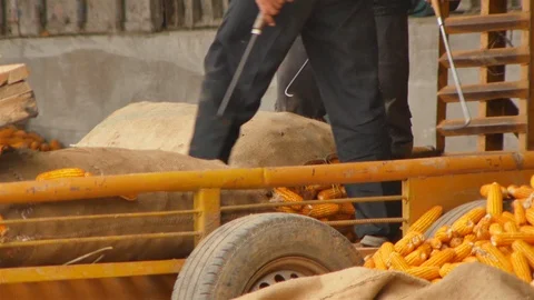 Yield of corn Video stock 93888985