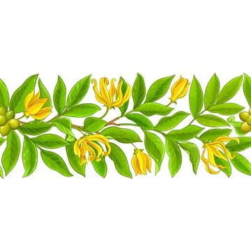 Ylang ylang pattern on white background Illustrazione stock