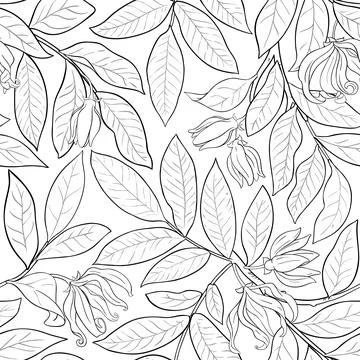 Ylang ylang pattern on white background Stock Illustration