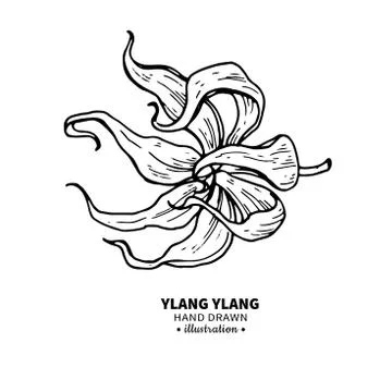 Ylang ylang vector drawing. Isolated vintage  illustration of me Stock Illustration