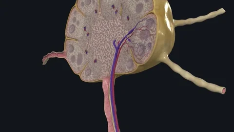 Ymph nodes are small structures that work as filters for foreign substances, Stock Footage 252030618