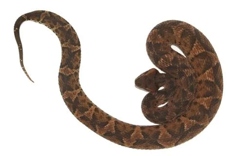 "Yo Claudio" 스톡 사진