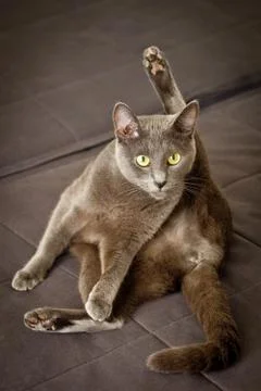 Yoga cat Stock Photos