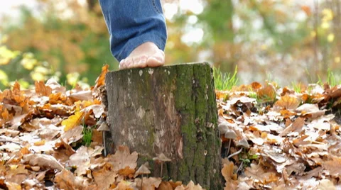 Yoga exercise on a tree stump in autumn Stock Footage 56729365