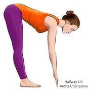 Yoga. Halfway Lift pose or Ardha Uttanasana.: Graphic #236468781