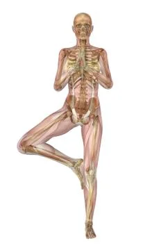 Yoga Tree Pose - Muscles &amp; Skeleton Stock Illustration