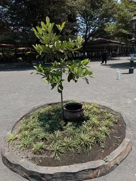 Yogyakarta Stock Photos