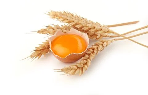Yolk of egg in broken eggshell and spikelets of wheat Stock-Fotos