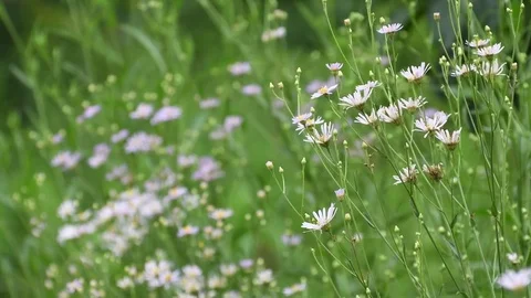 Yomena aster flowers Stock Footage 83402214