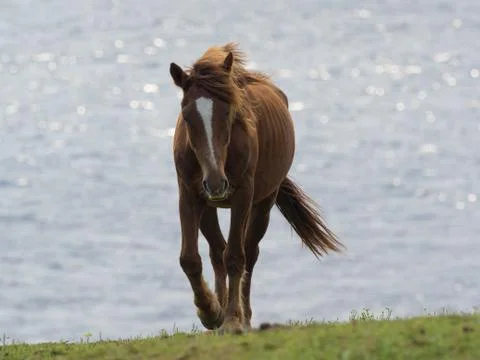 Yonaguni Horse Stock Photos