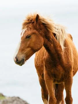 Yonaguni Horse Stock Photos