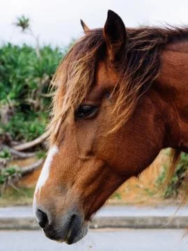 Yonaguni Horse Stock Photos