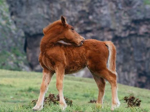 Yonaguni Horse Stock Photos