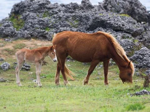 Yonaguni Horse Stock Photos