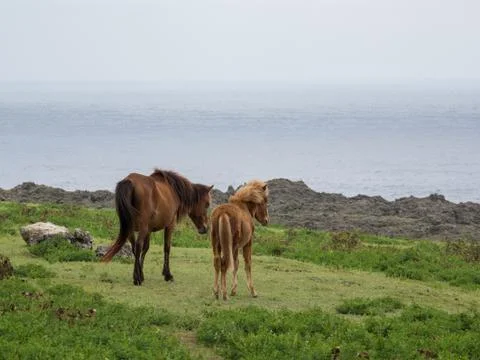 Yonaguni Horse Stock Photos