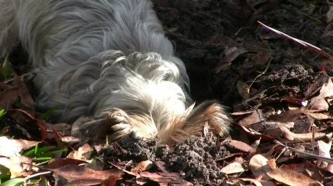 Yorkie Digging Video stock 696907