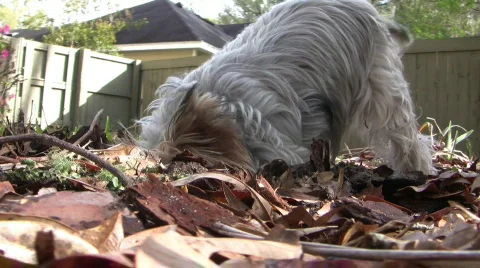 Yorkie Digging a Hole Stock Footage