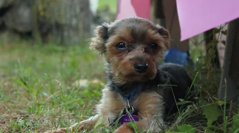 Yorkie laying by picnic table Video stock 7738009