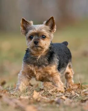 Yorkie Stock Photos
