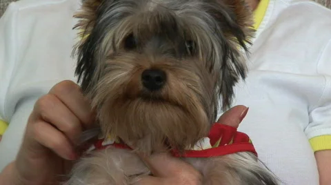 Yorkie  poses Stock Footage 78866