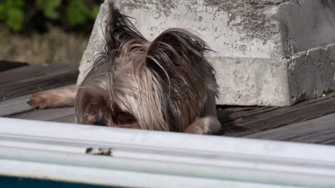 Yorkie resting Stock Footage 169408756
