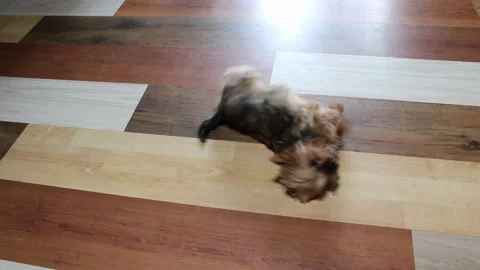 Yorkie scratching its back Stock Footage 146116510