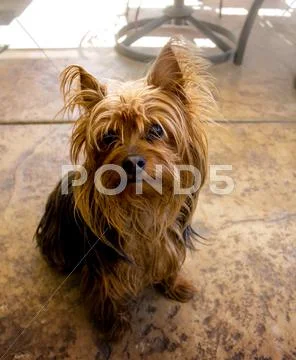 Yorkie Terrier Brown Black Stock Photos
