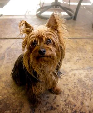 Yorkie Terrier Brown Black Stock Photos