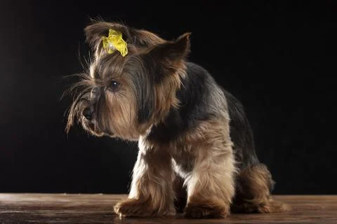 Yorkie terrier in the studio on a black background. Charming dog with a beaut Stock Photos