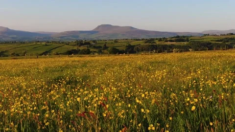 Yorkshire Buttercups Stock Footage 242844875