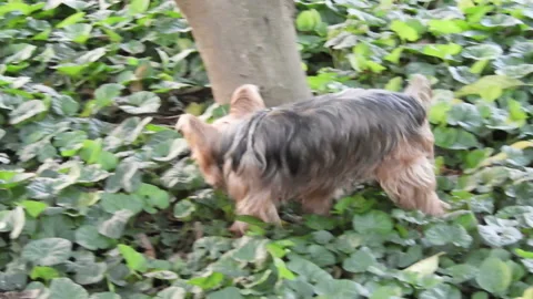 Yorkshire dog on grass Stock Footage 142982480