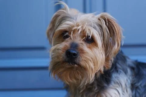 Yorkshire looking at the  camera Fotos de archivo