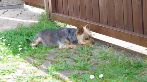 Yorkshire lying at the gate Stock Footage 36903659