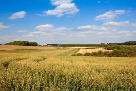 Yorkshire oat fields Stock Photos