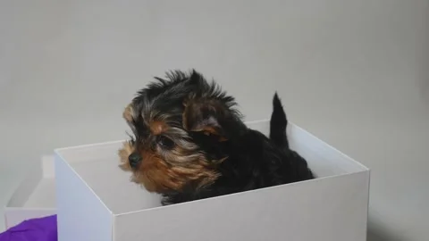 Yorkshire puppy in the box Stock Footage 131253585