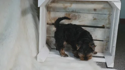 Yorkshire puppy in the box Stock Footage 132781968