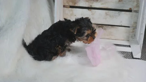 Yorkshire puppy playing Stock Footage 132515031