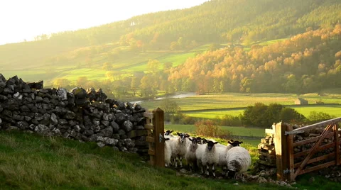 Yorkshire sheep at gate Stock Footage 44214459